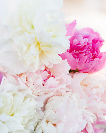 fresh peoniesの写真素材