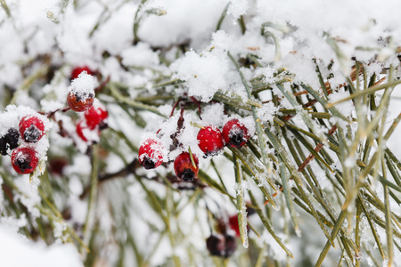 winter berriesの写真素材