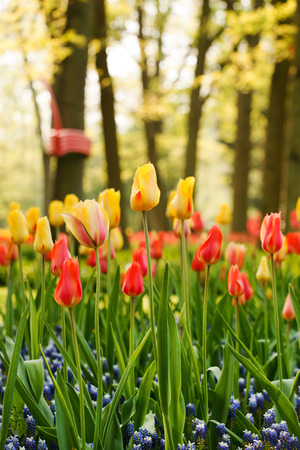 spring gardenの写真素材