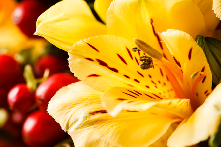 nice flowersの写真素材