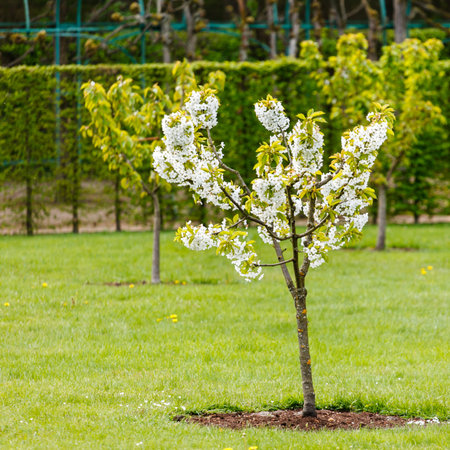 spring garden