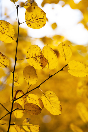 autumn leavesの写真素材