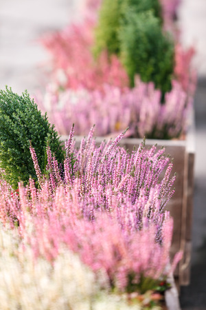 autumn flowersの写真素材