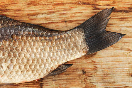 Crucian carpの写真素材