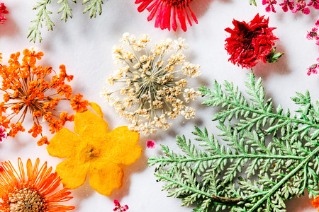 floral patternの写真素材