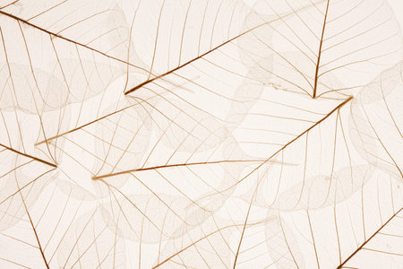 Leaves texture