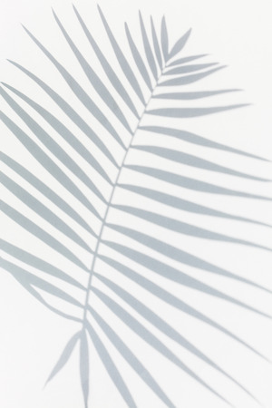 shadow of palm leavesの写真素材