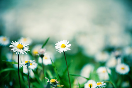 Meadow daisies flowersの写真素材