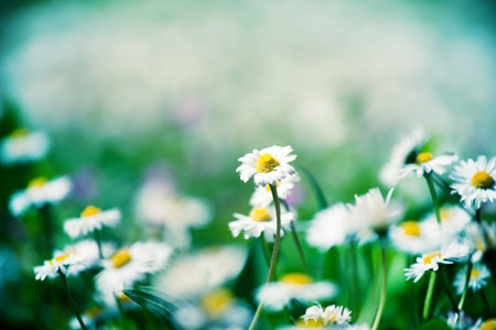 Meadow daisies flowers