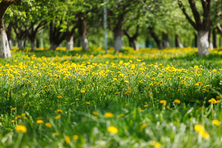 spring parkの写真素材