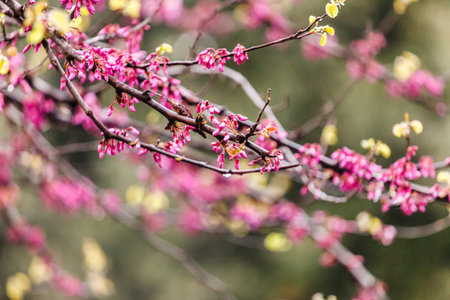 spring tree