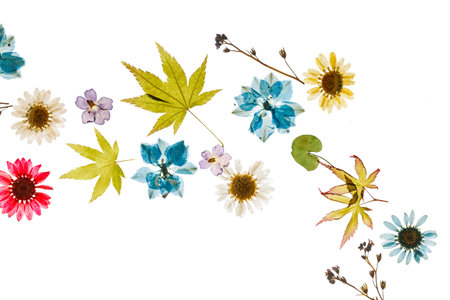 summer flowersの写真素材