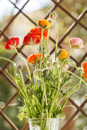 Colorful persian buttercup flowers ranunculus