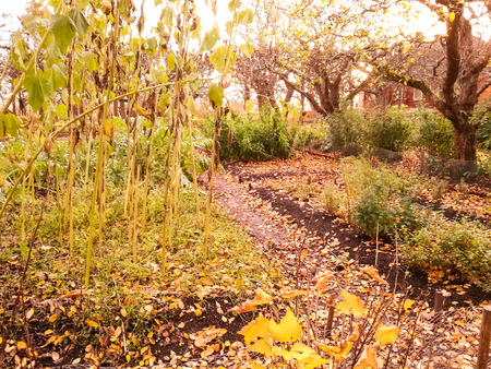 autumn parkの写真素材