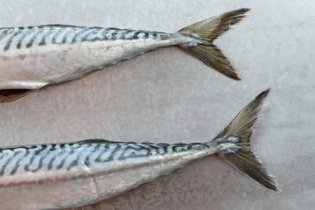 Fresh mackerel fishesの写真素材