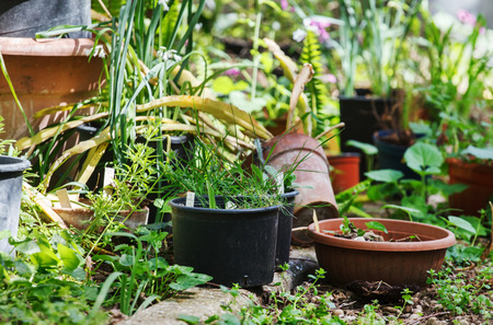 summer gardenの写真素材