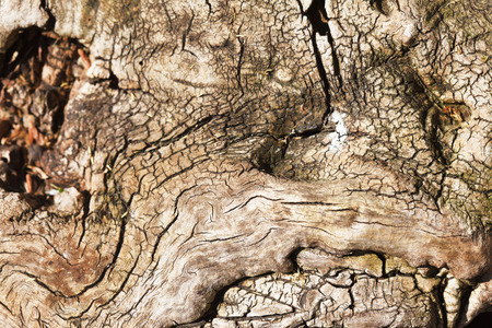 wooden textureの写真素材