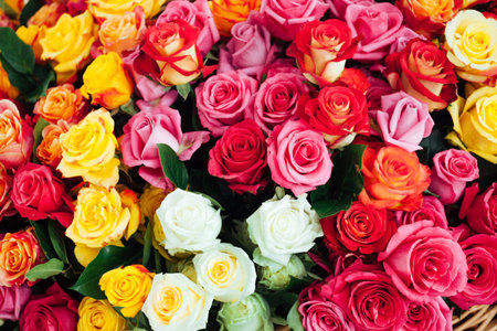 nice rosesの写真素材