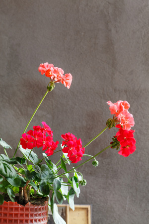 geranium flowersの写真素材