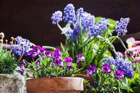 spring flowersの写真素材
