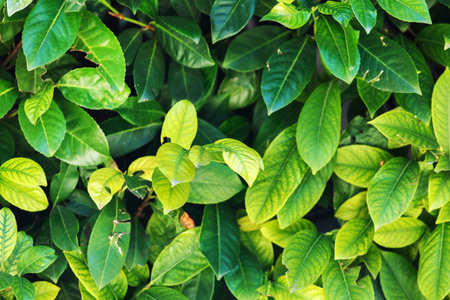 plant backgroundの写真素材