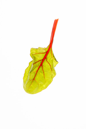 salad leavesの写真素材