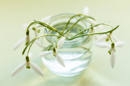 spring flowersの写真素材