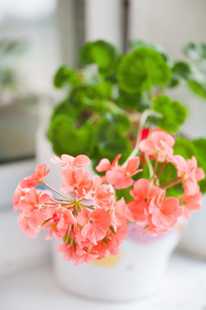 geranium flowersの写真素材