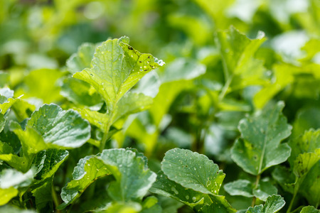 radish in the gardenの写真素材