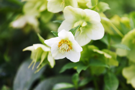 spring flowersの写真素材