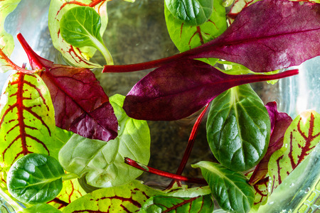 fresh salad leavesの写真素材