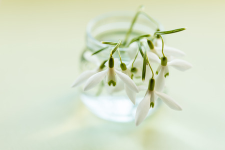 spring flowersの写真素材