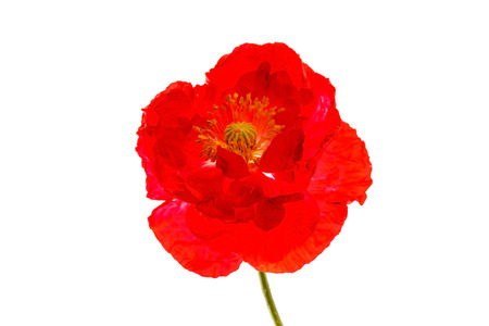 nice poppyの写真素材