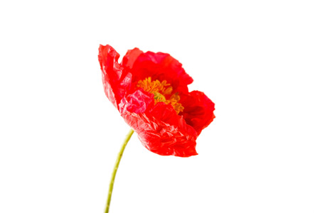 nice poppyの写真素材