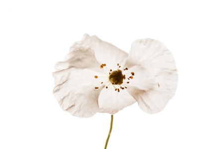 poppy isolated on the whiteの写真素材