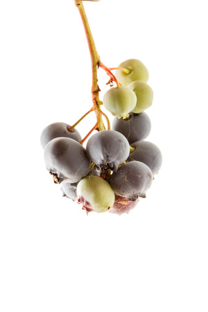 blueberries branchの写真素材