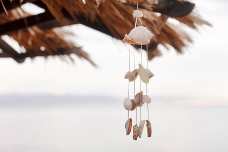 nice shellsの写真素材