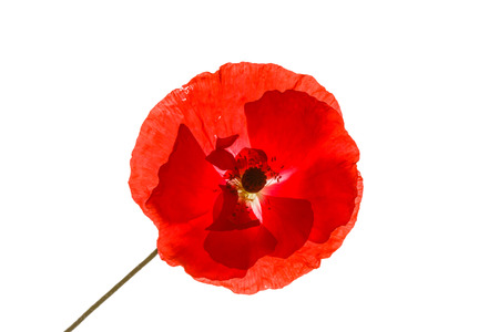 poppy isolated on the whiteの写真素材