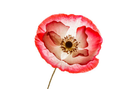 poppy isolated on the whiteの写真素材