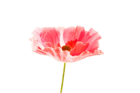 nice poppyの写真素材