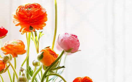 Colorful persian buttercup flowers (ranunculus)の写真素材