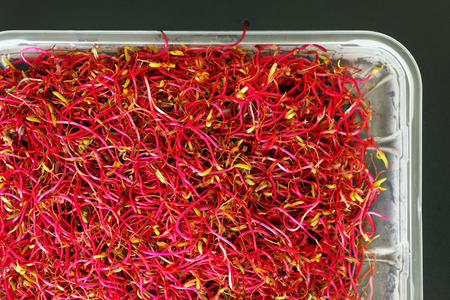 beetroot sproutsの写真素材