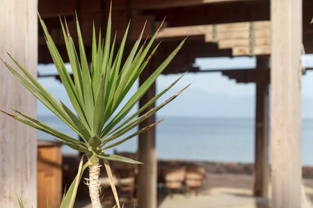 palm near hotelの写真素材