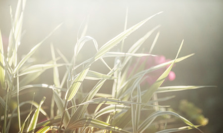 summer flowersの写真素材