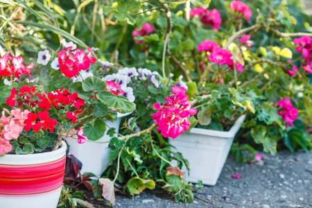 geranium flowersの写真素材