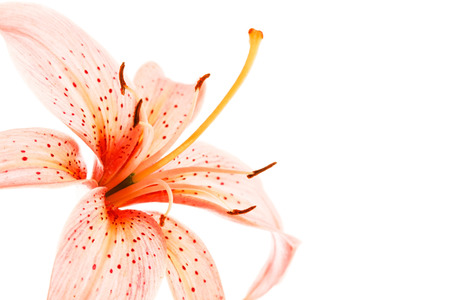 nice lilyの写真素材