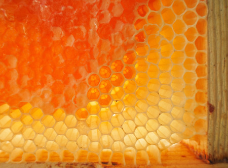 Honey beehiveの写真素材