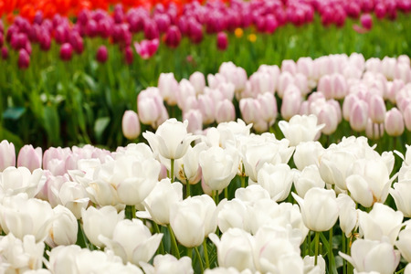 sping gardenの写真素材