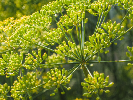 dill flowerの写真素材