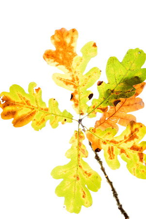 autumn leavesの写真素材